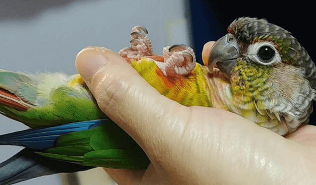 How To Take Care Of A Conure?