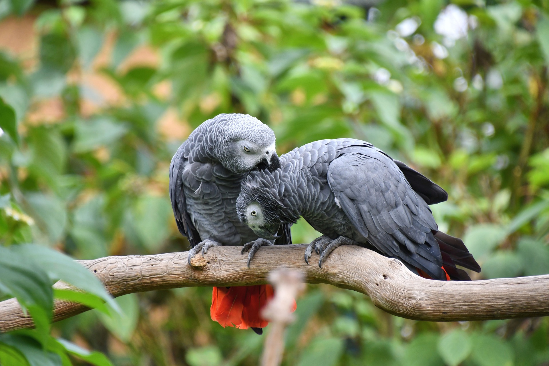 Lifespan Of African Grey Parrots