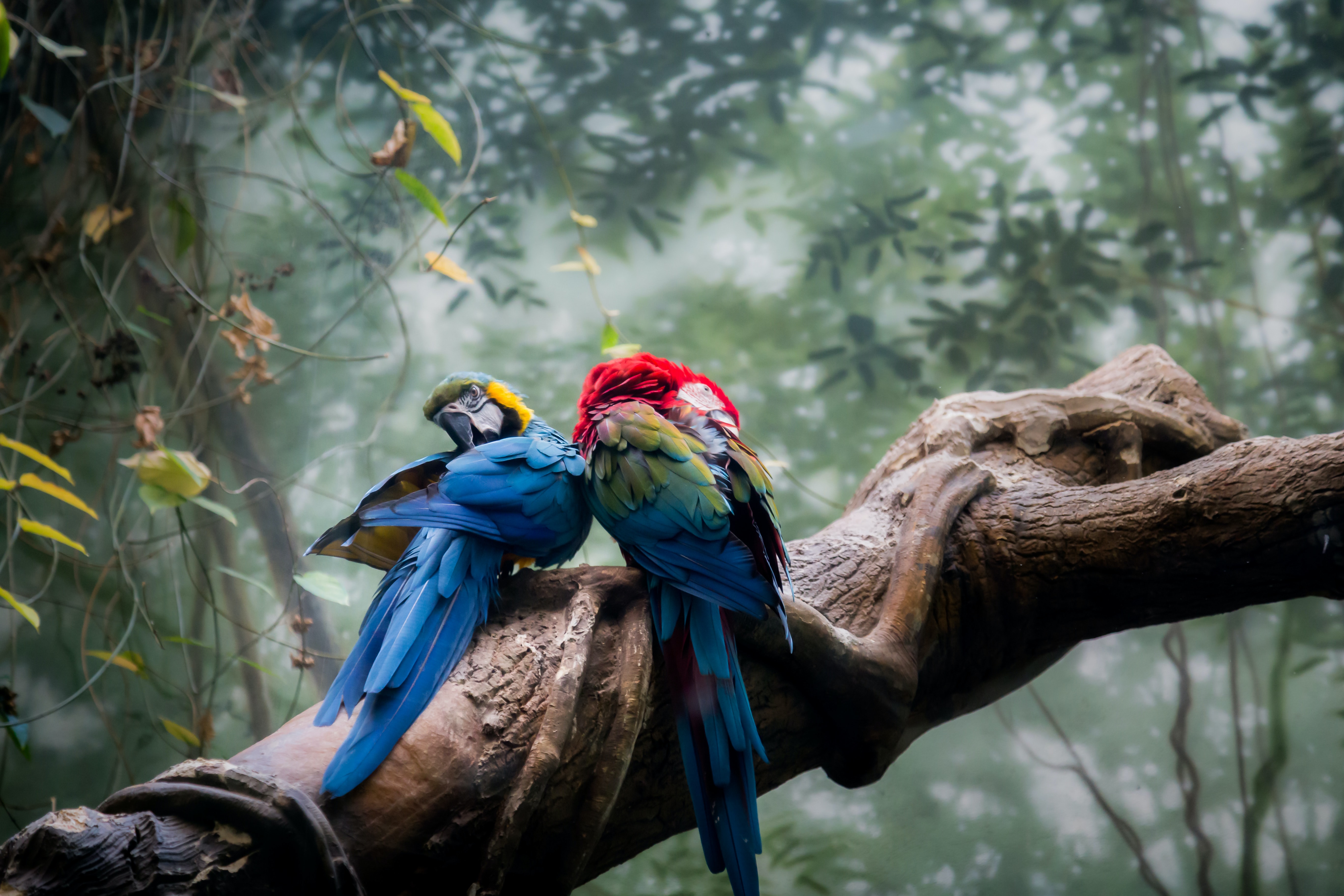 How Much Do Parrots Cost?