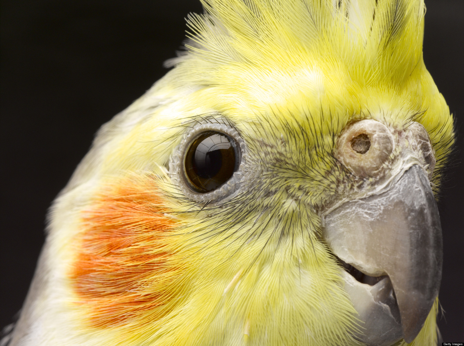 Best Food For Cockatiel Birds