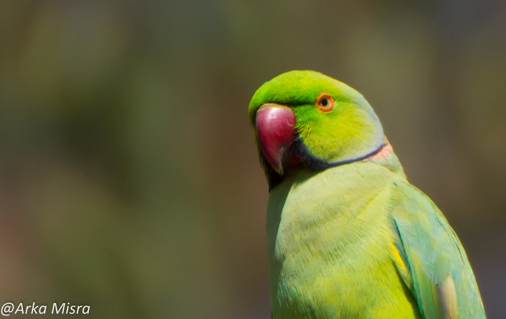 All about parakeets as pets