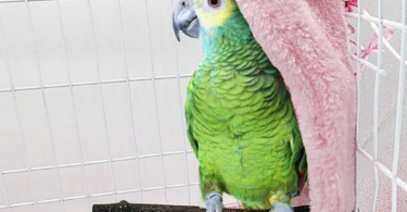 If the answer to all these questions is yes then you need a complete guide, how can you keep your budgies warm. To know this you must go through the article “How to keep parakeets warm?”