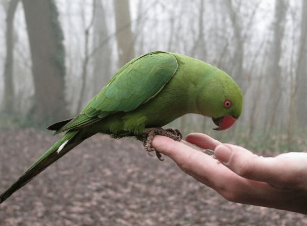 What fruits and vegetable parakeets can eat?