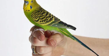 how to tell parakeet gender?