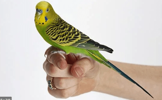 how to tell parakeet gender?