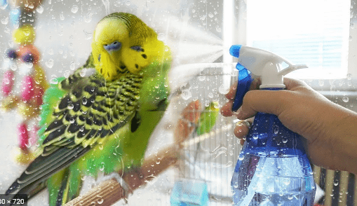 How to Clean a Parakeet?