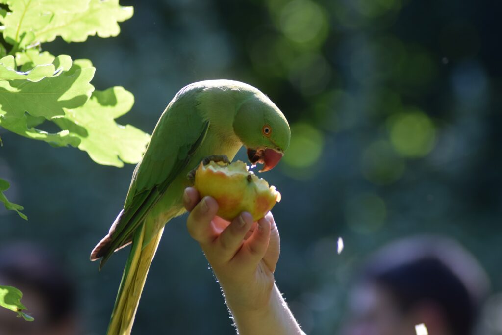 What fruits and vegetable parakeets can eat?