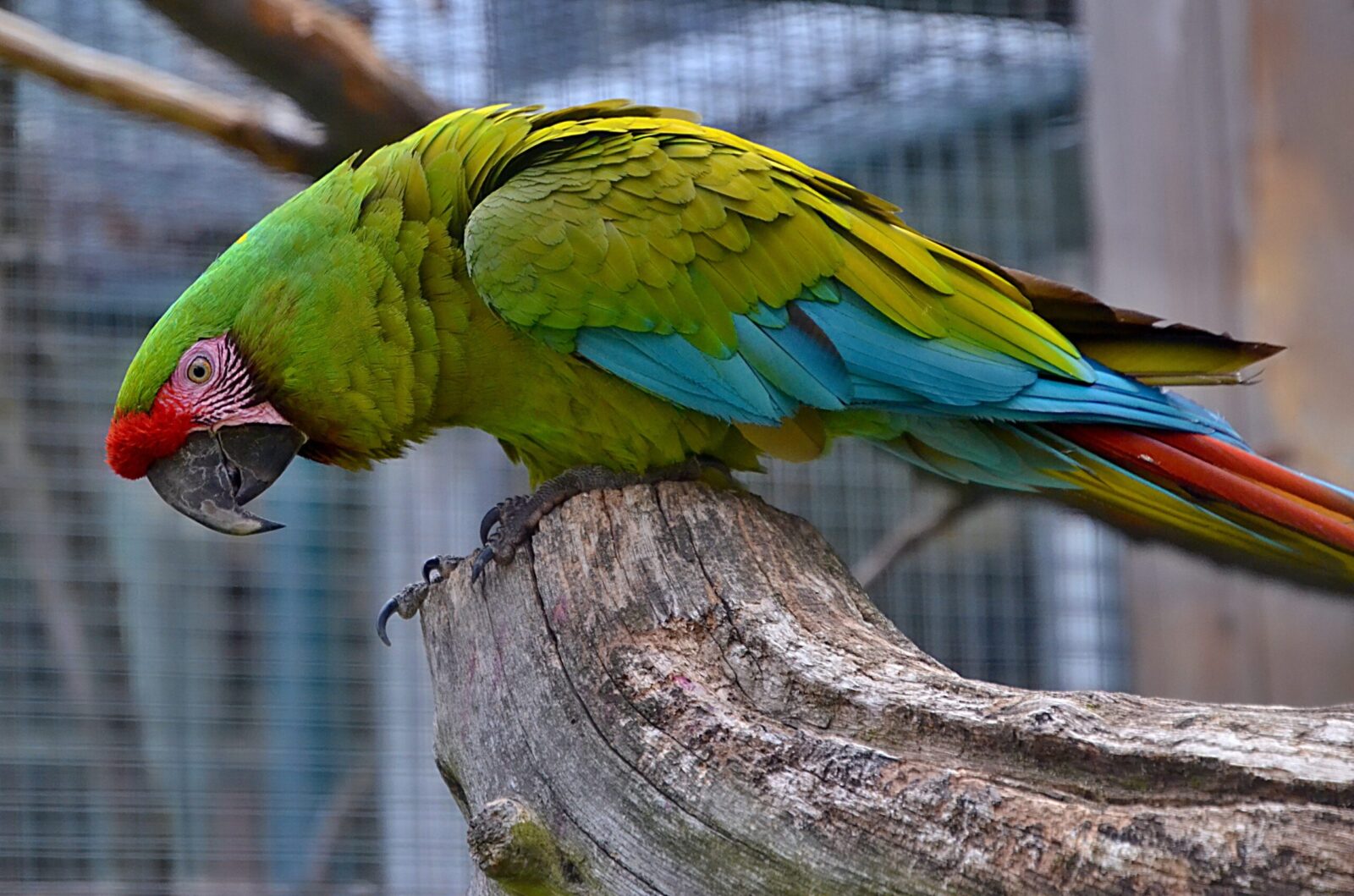 What can you feed a parakeet? | Complete Parakeet Food Guide