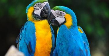 Blue and Yellow Macaw Lifespan