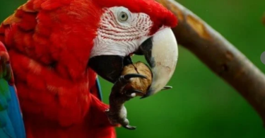 What Do Macaws Eat In The Rainforest?