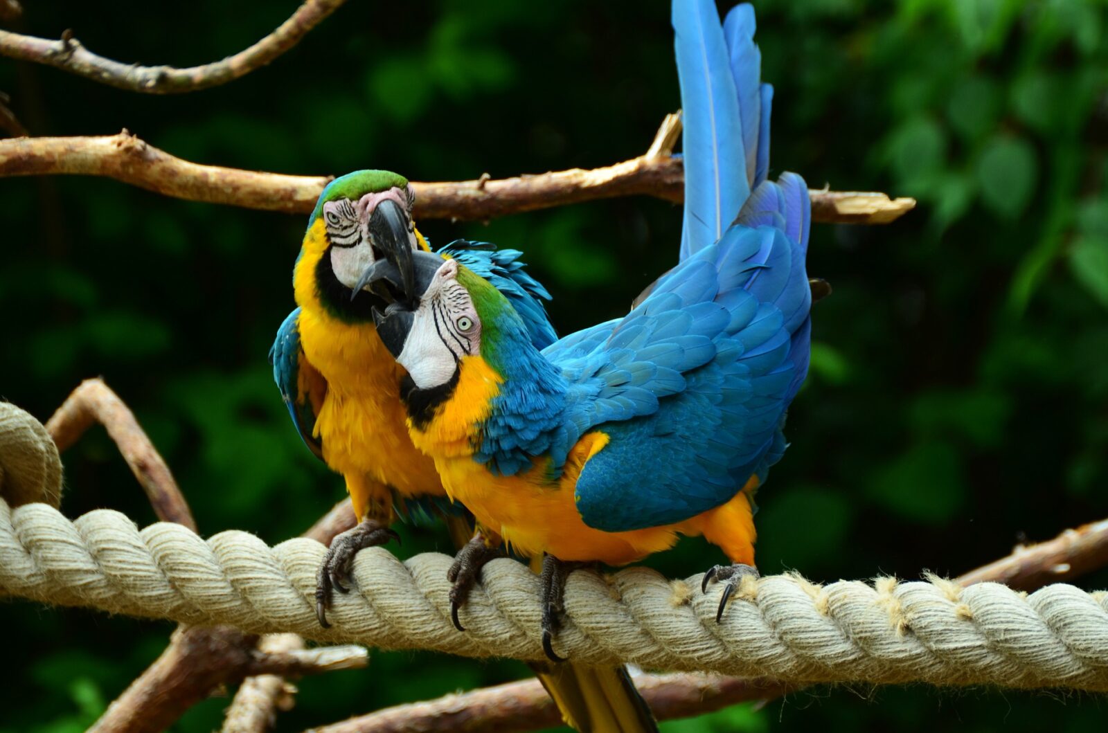 Facts About Macaws in The Rainforest