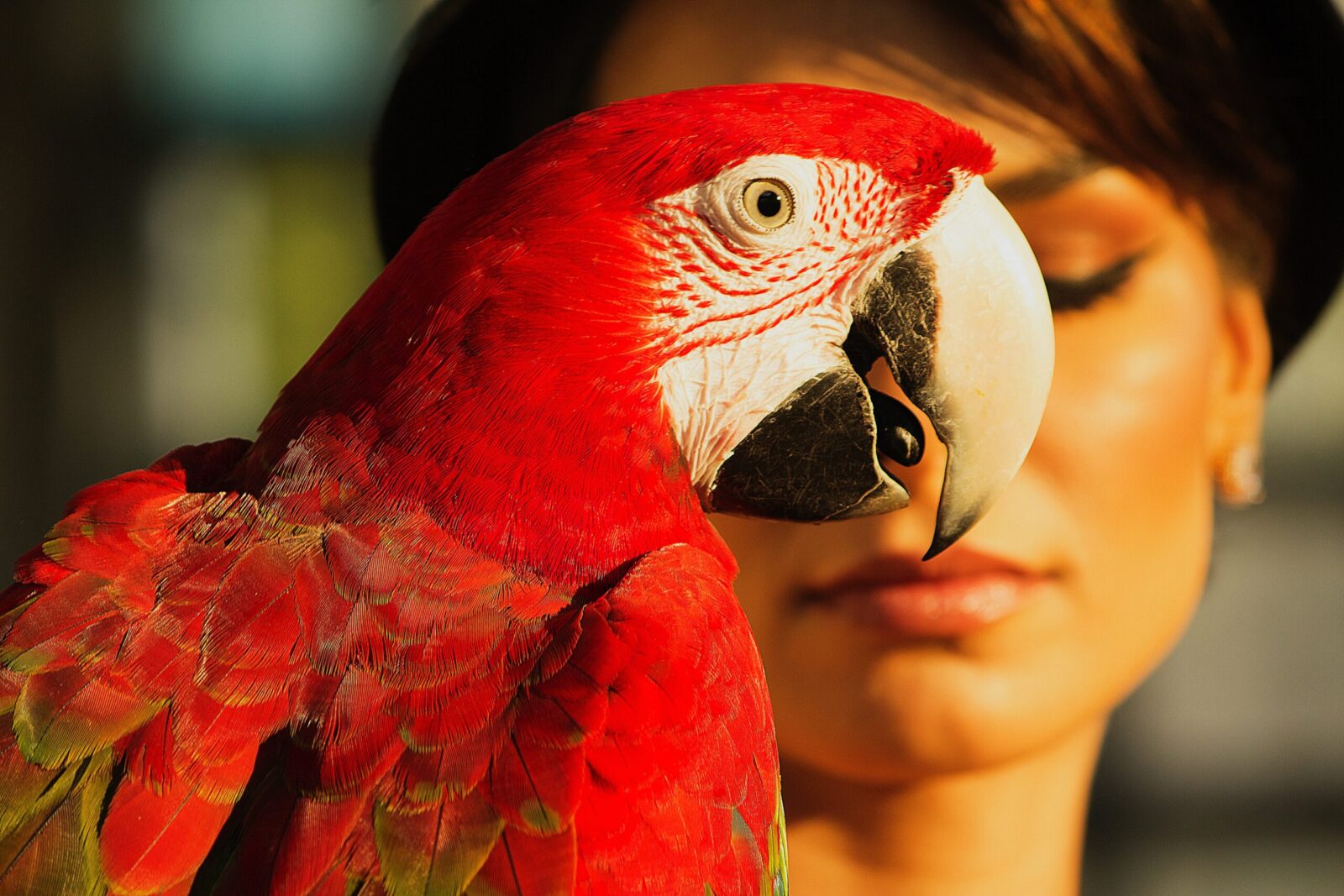 How Long Does A Parrot Live?