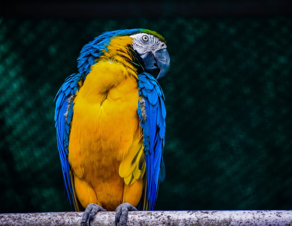 Lifespan of a Macaw Parrot How Long Do Macaws Live?