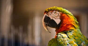 How many species of Macaws are there?