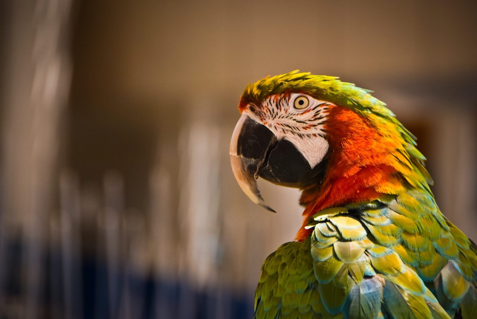 How many species of Macaws are there?