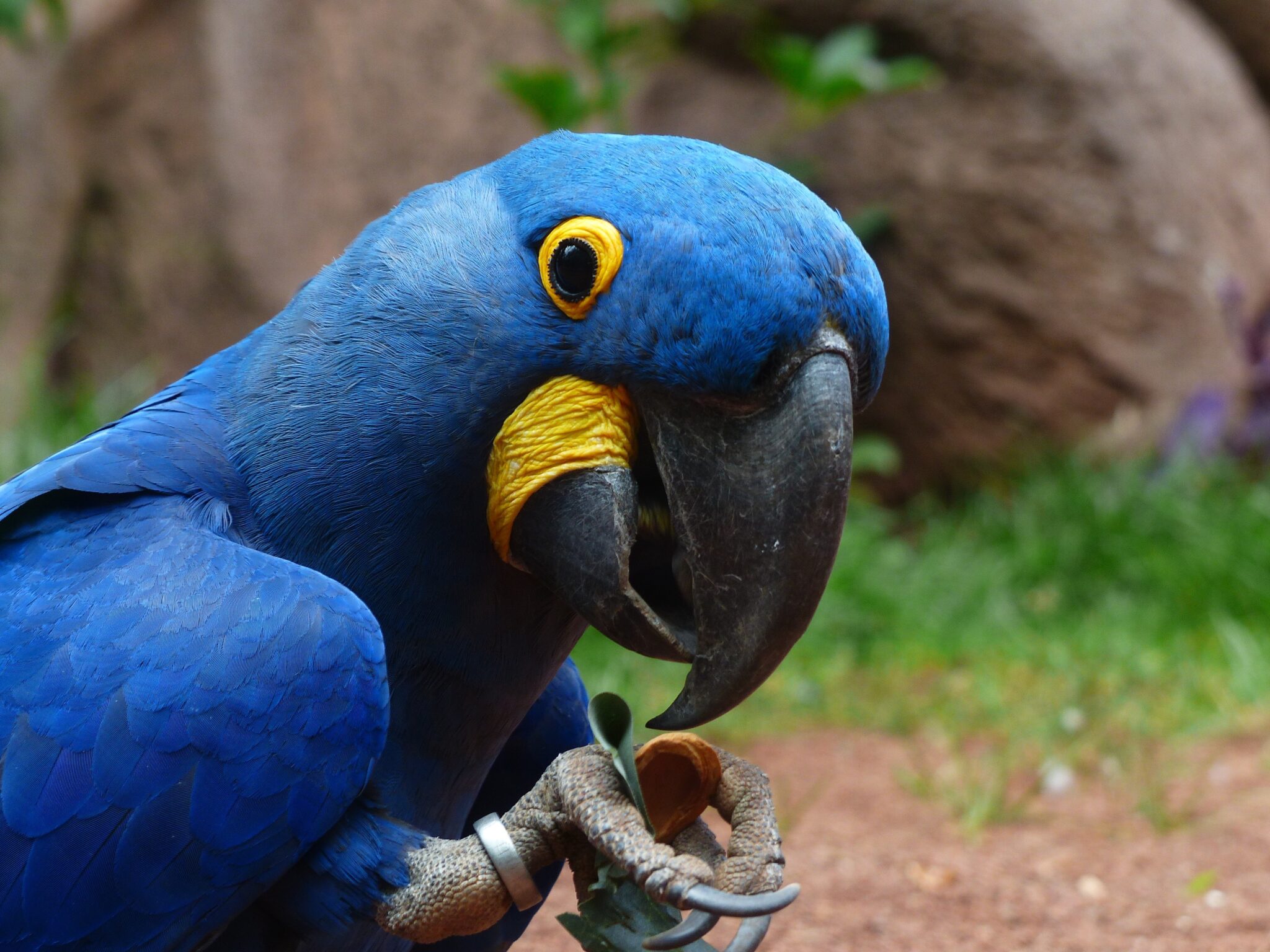 Lifespan of a Macaw Parrot How Long Do Macaws Live?