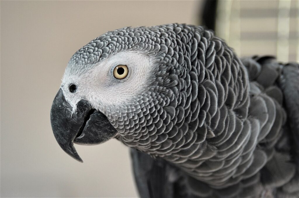 what temperature do african greys like