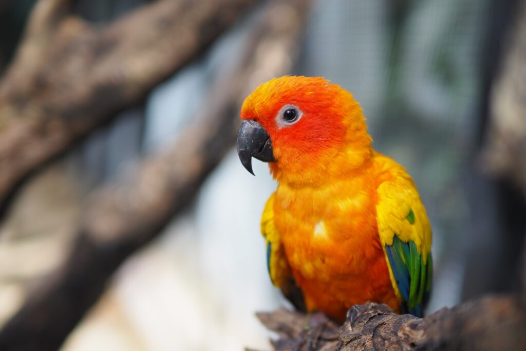 Lifespan Of A Sun Conure Sun Conure Personality