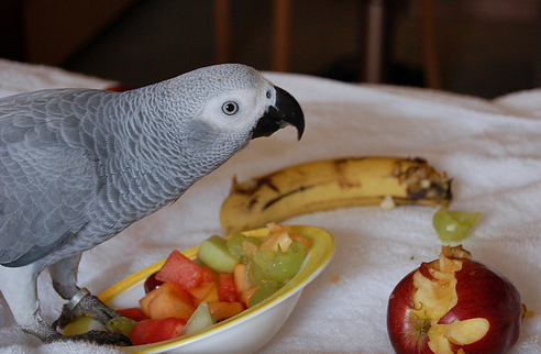 Best Parrot Food For African Grey